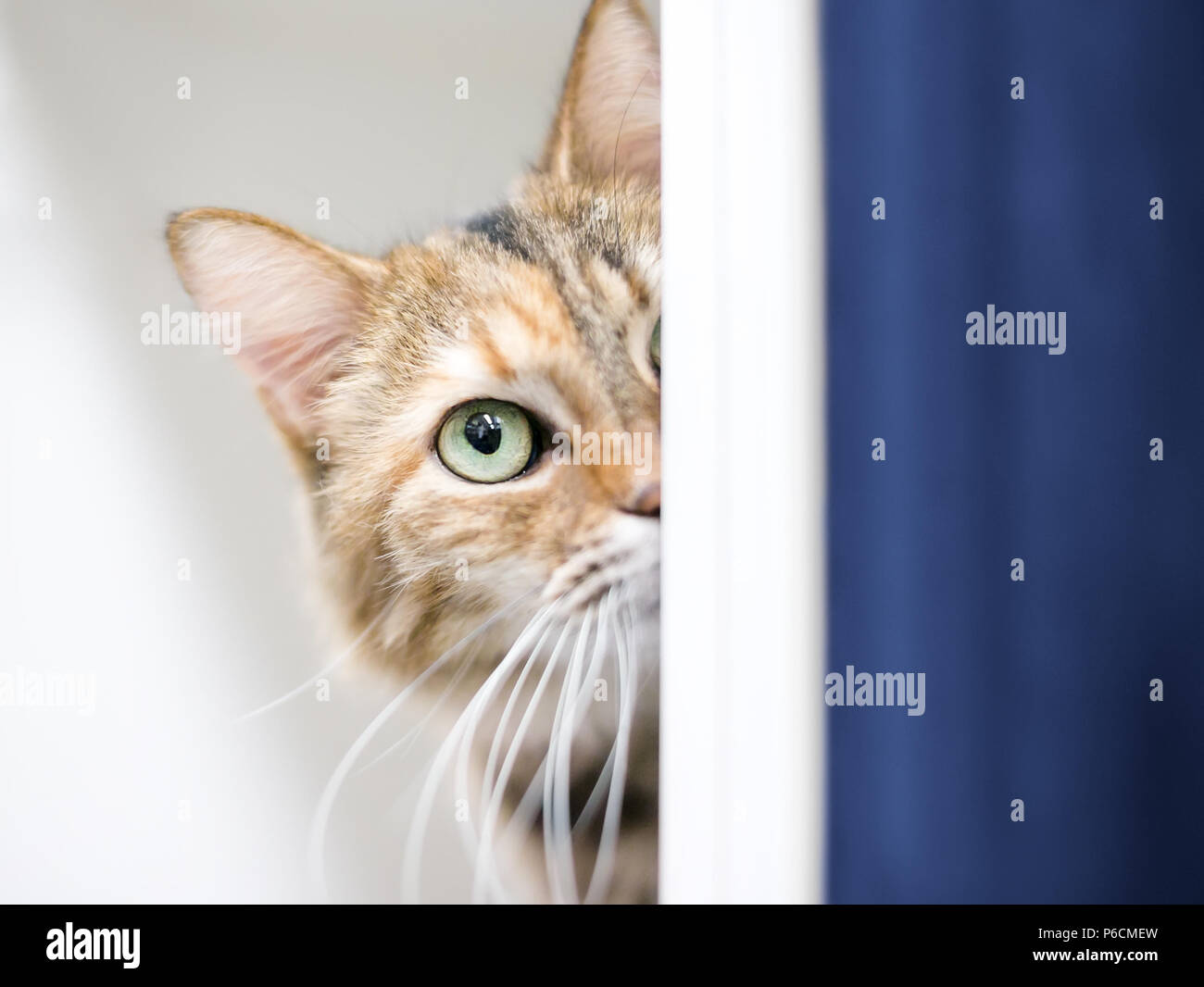 Un tímido atigrado Domestic Shorthair cat peeking alrededor de una pared Foto de stock