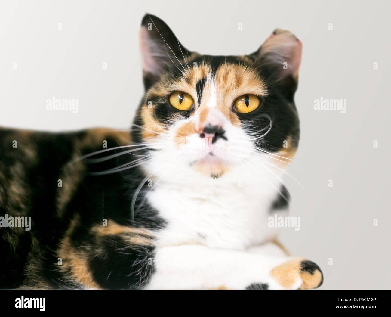 Un calicó Domestic Shorthair cat con su oído inclinado indicando que ha sido spayed y vacunados Foto de stock