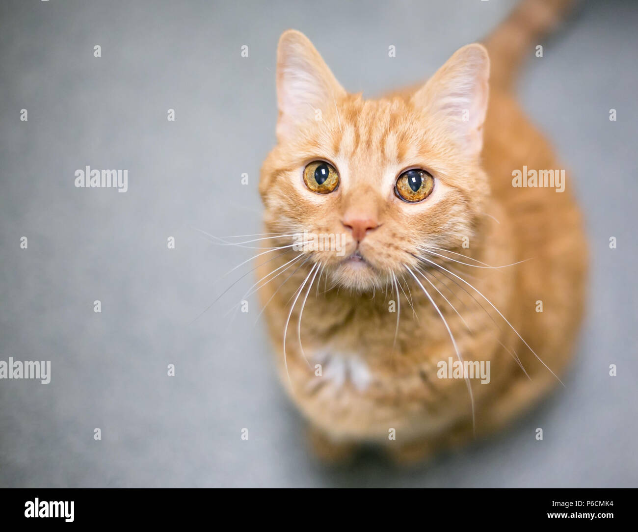 Una naranja atigrado Domestic Shorthair cat con melanosis del iris o hiperpigmentación en sus ojos Foto de stock