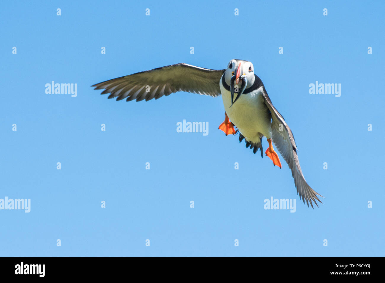 - Atlántico PUFFIN Puffin - volando con el pico lleno de anguilas de arena pescados - Fratercula arctica - en vuelo, Isla de Mayo, Scotland, Reino Unido Foto de stock