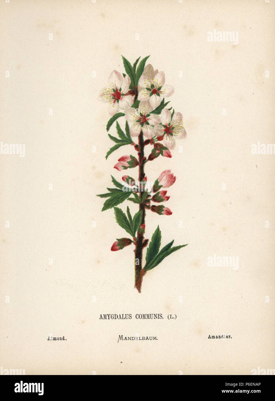 La flor del almendro, Amygdalus communis. Chromolithograph de una  Ilustración botánica por Hannah Zeller desde su propia flores silvestres de  la Tierra Santa