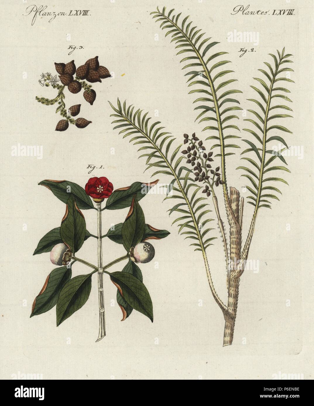 Calamus Rotang Fotos e Imágenes de stock Alamy