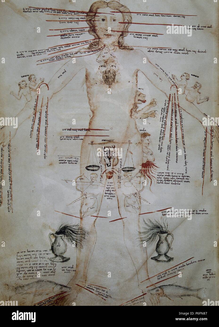 HISTORIA DE LA MEDICINA. EDAD MEDIA. Dibujo anatómico de anu colección  hebráica fechada en el siglo XIV Fotografía de stock - Alamy