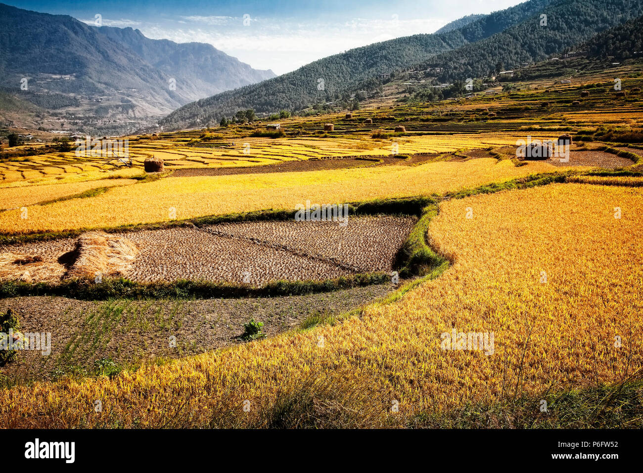 Alrededor de los campos de arroz y Sopsokha Chemi Lhakhang Monasterio. Bhután. Foto de stock