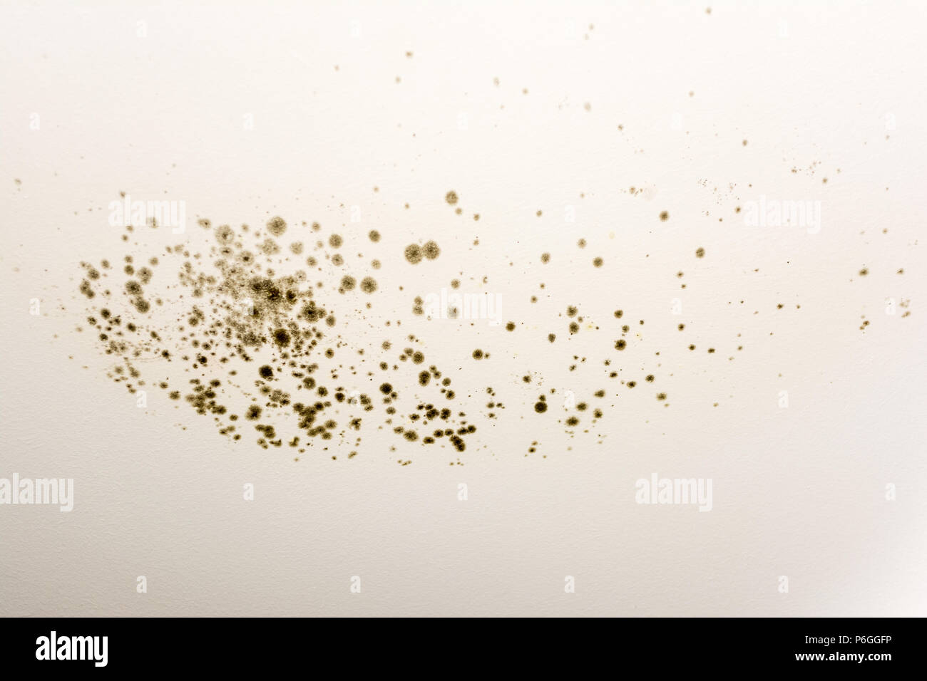 Blackmold esporas en una pared blanca causada por las filtraciones de agua de lluvia Foto de stock