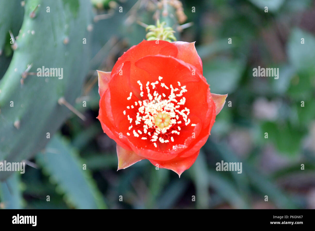 Flor de cactus higo indio fotografías e imágenes de alta resolución - Alamy Flor de cactus higo indio fotografías e imágenes de alta resolución - Alamy