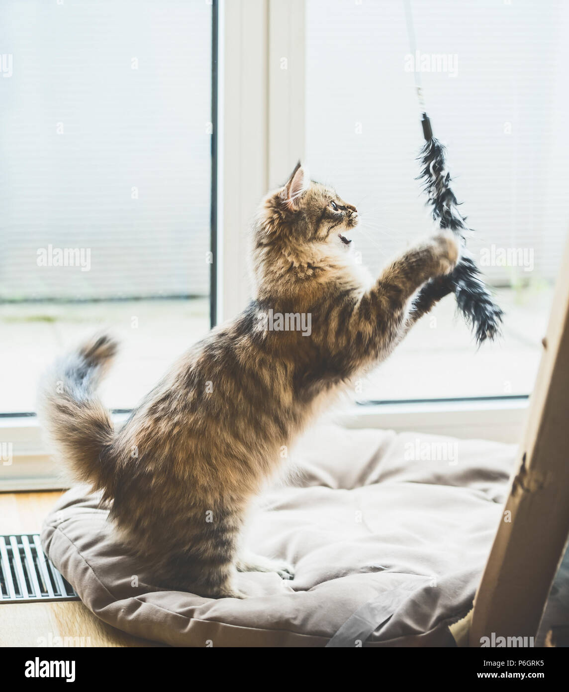 Juego de gato siberiano. Fluffy gatito saltando y atrapa un juguete en la  ventana a la luz acogedora habitación Fotografía de stock - Alamy