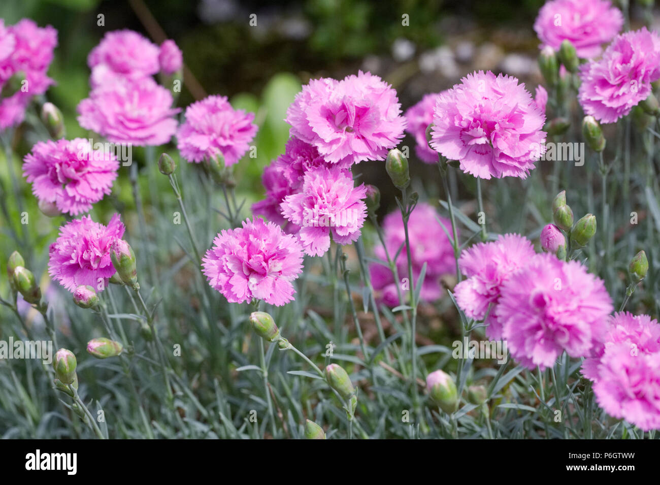 Rosas de jardín fotografías e imágenes de alta resolución - Alamy