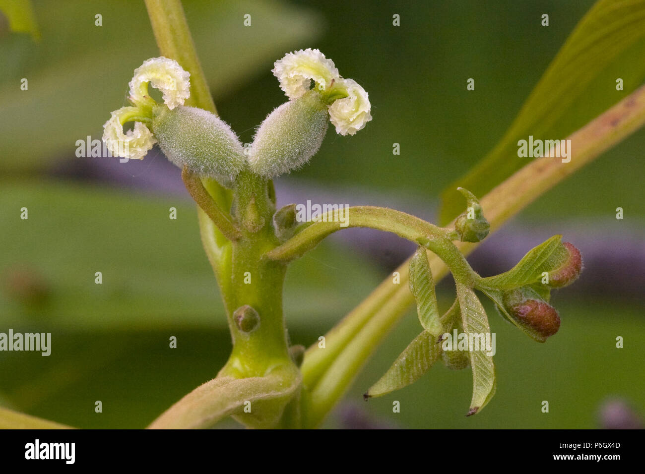 Flores de nogal fotografías e imágenes de alta resolución - Alamy