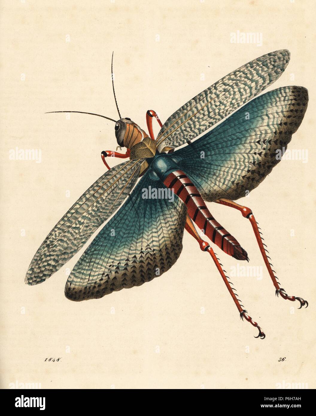 Indian locust, Gryllus indicus (Schistocerca gregaria?). Handcolored litografía de Carl Hoffmann, con su libro del mundo, Stuttgart, 1848. Foto de stock