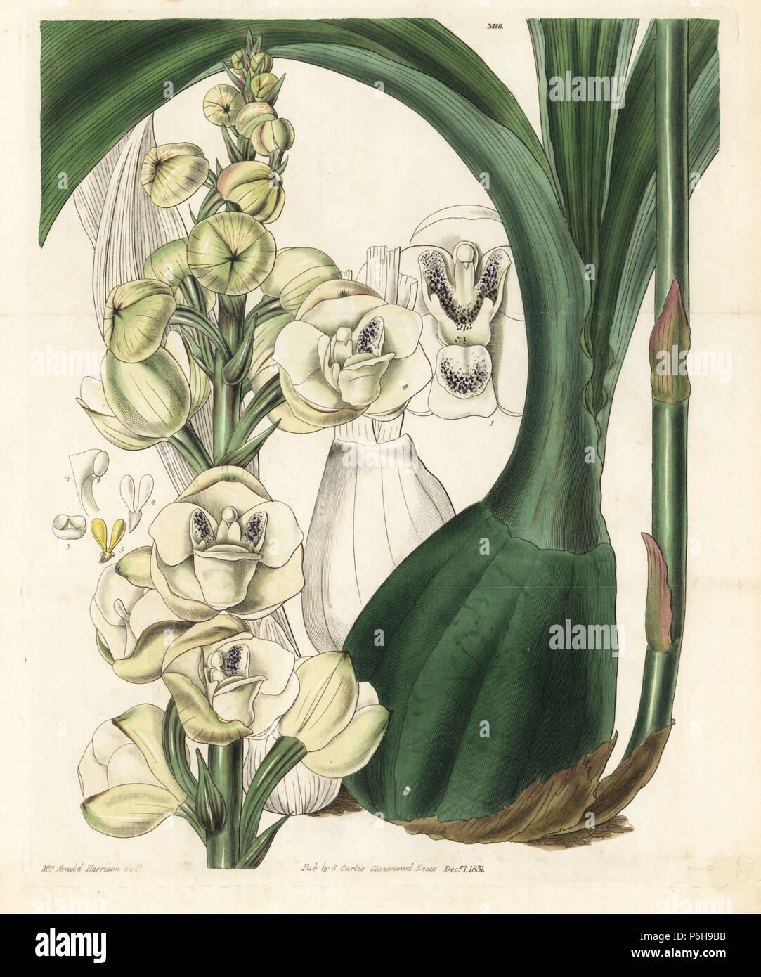 Dove orchid o noble paloma flor orquídea, Peristeria elata. Copperplate  Handcolored grabado por Swan después de una ilustración de la Sra. Arnold  Harrison de Samuel Curtis 'Botanical Magazine