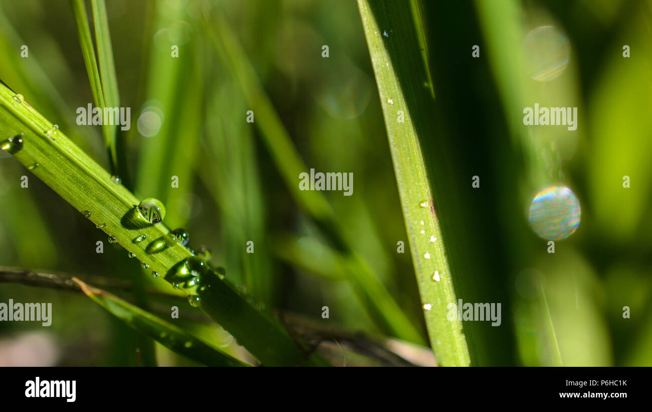 La hierba verde y waterdrops con rocío sobre la hierba como una macro con bonitas gotas de agua en el sol de la mañana Foto de stock