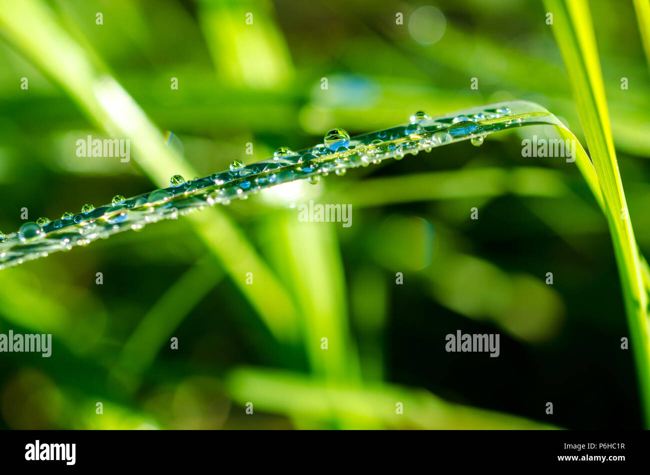 La hierba verde y waterdrops con rocío sobre la hierba como una macro con bonitas gotas de agua en el sol de la mañana Foto de stock