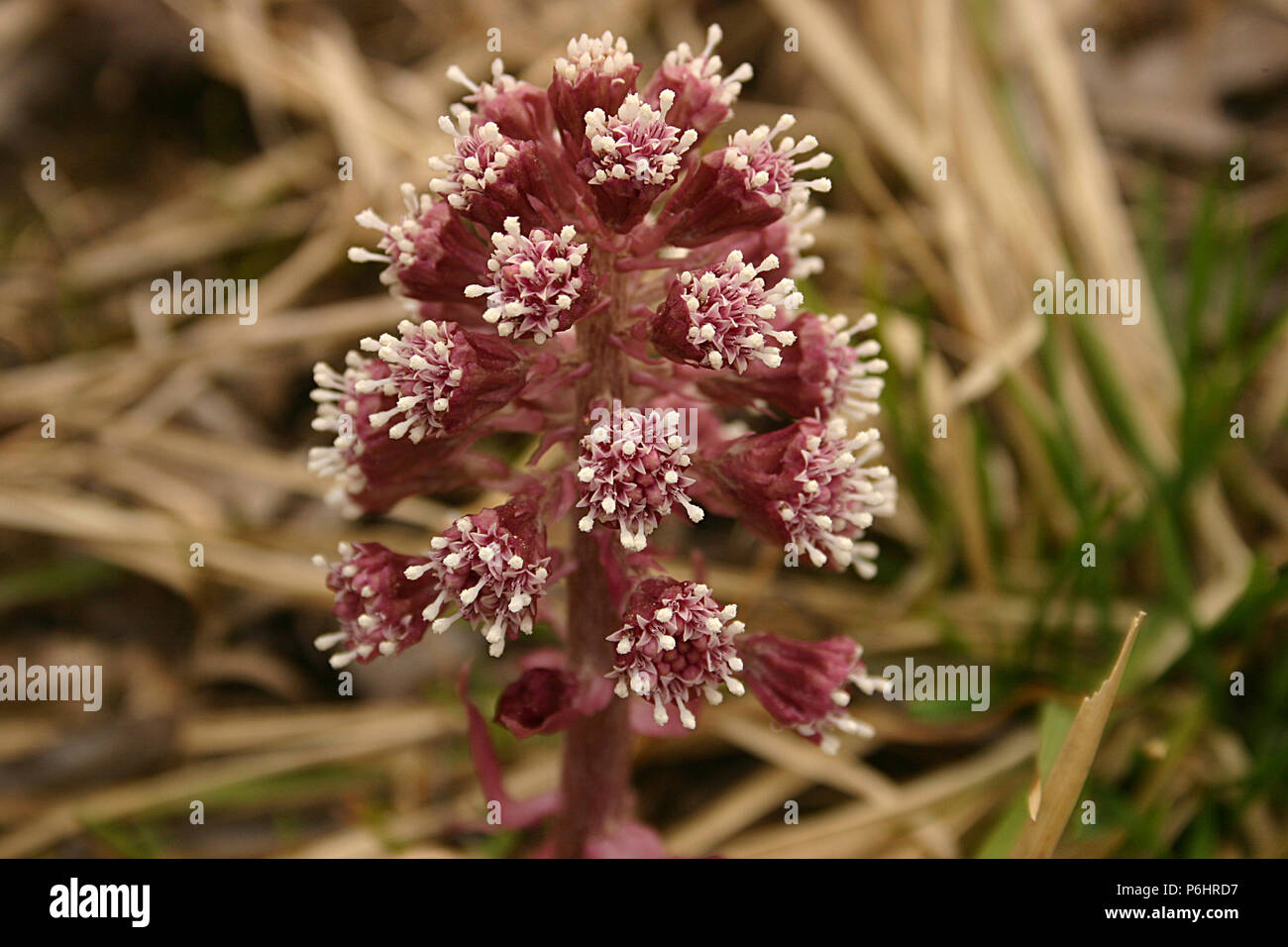 Close-up de Butterbur (Petasites) flor Foto de stock