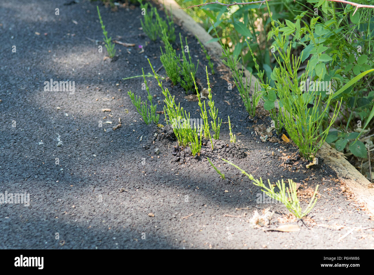 Weed Equiseto o cola de caballo - Equisetum arvense - creciendo a través de asfalto, Scotland, Reino Unido Foto de stock