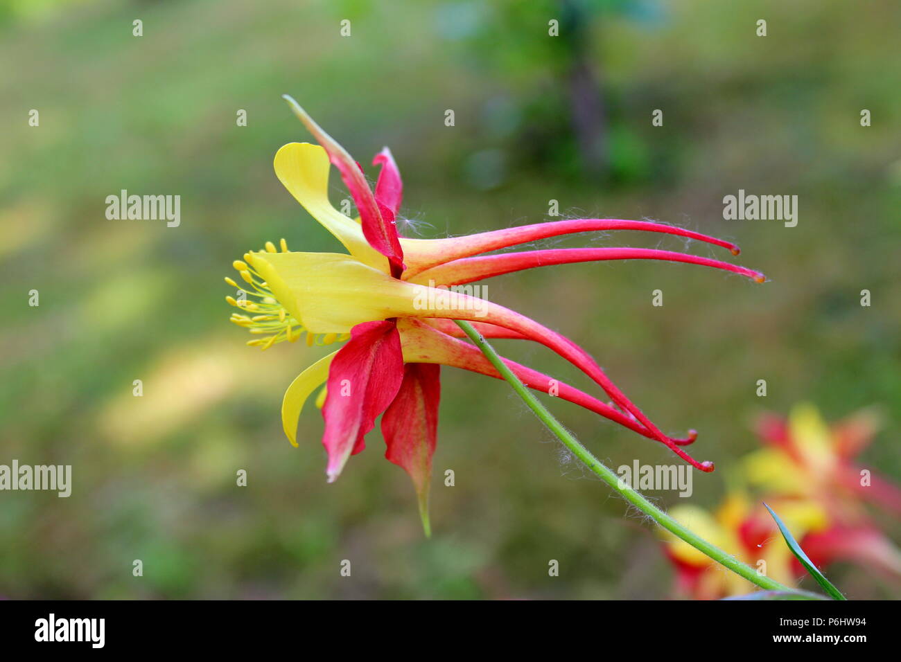 Tequila columbine sunrise fotografías e imágenes de alta resolución - Alamy