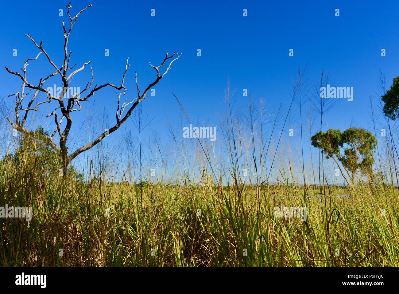 Árbol Muerto en un paisaje australiano, muchos picos caminata a Mount Marlow, la ciudad de Townsville, Queensland Común 4810, Australia Foto de stock