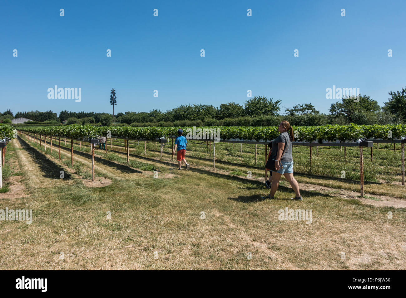 Un campo de plantas de fresa en una fruta recoja su propia granja. Foto de stock