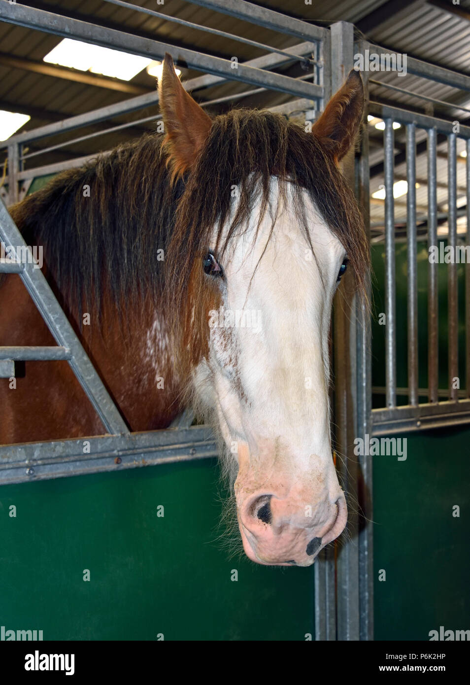 Cabeza de caballo Clydesdale en estable. Royal Highland Show 2018, Ingliston, Edimburgo, Escocia, Reino Unido, Europa. Foto de stock