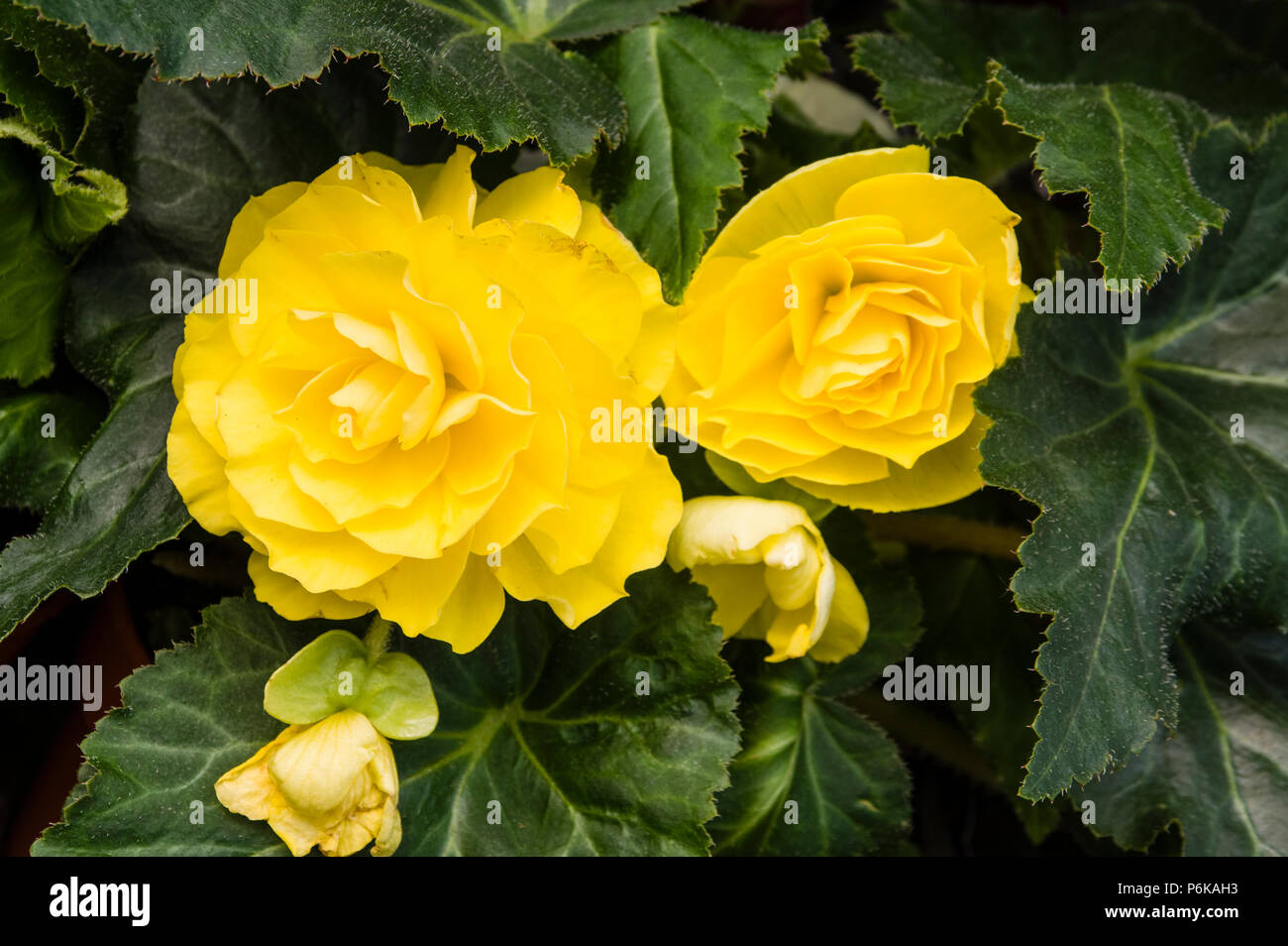 Begonia planta con hojas verdes y flores amarillas Fotografía de stock -  Alamy