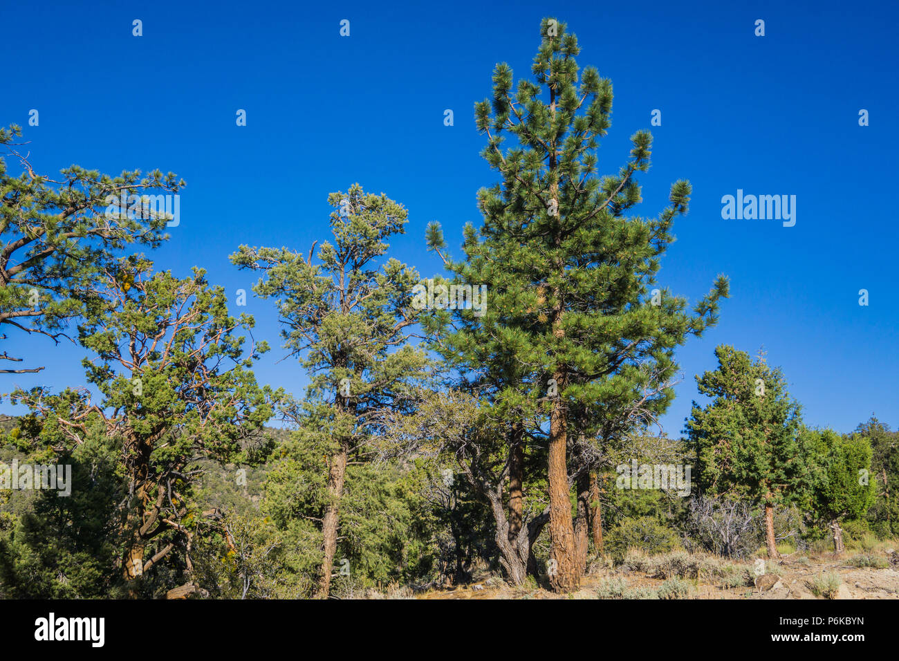 La línea de árboles de hoja perenne en las montañas del sur de California, con vistas a Los Angeles y San Bernardino. Foto de stock