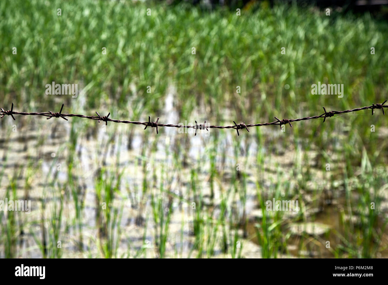 Boundry marcas de alambre de púas de los campos de arroz. Imágenes abstractas y primeros planos de la vida cotidiana en el mundo Foto de stock