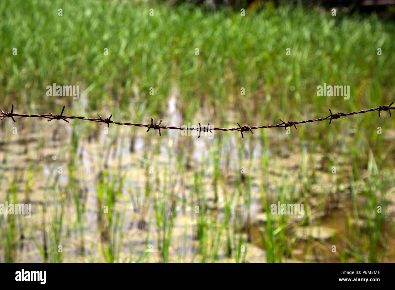 Boundry marcas de alambre de púas de los campos de arroz. Imágenes abstractas y primeros planos de la vida cotidiana en el mundo Foto de stock
