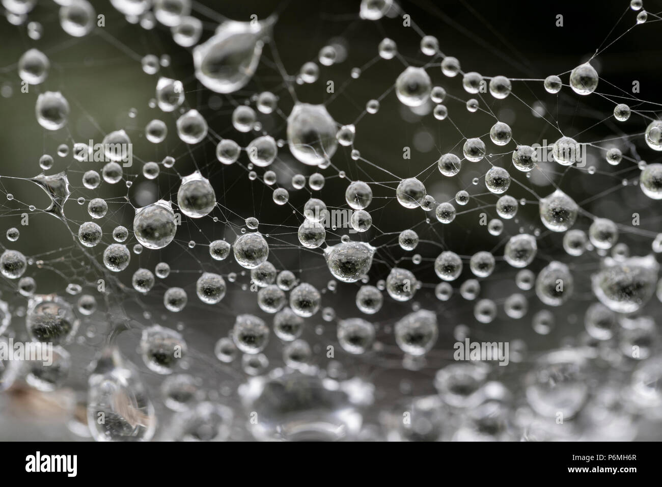 Gotas de rocío; sobre las arañas Web; Islas de Scilly; UK Foto de stock