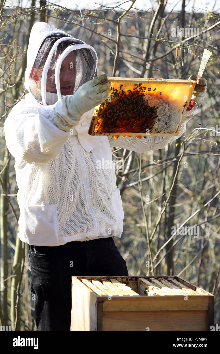Berlín, Alemania - El apicultor controla un panal de su colonia de abejas Foto de stock