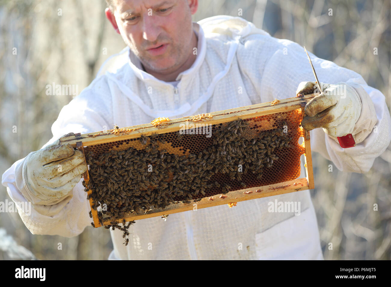 Berlín, Alemania - El apicultor controla un panal de su colonia de abejas Foto de stock
