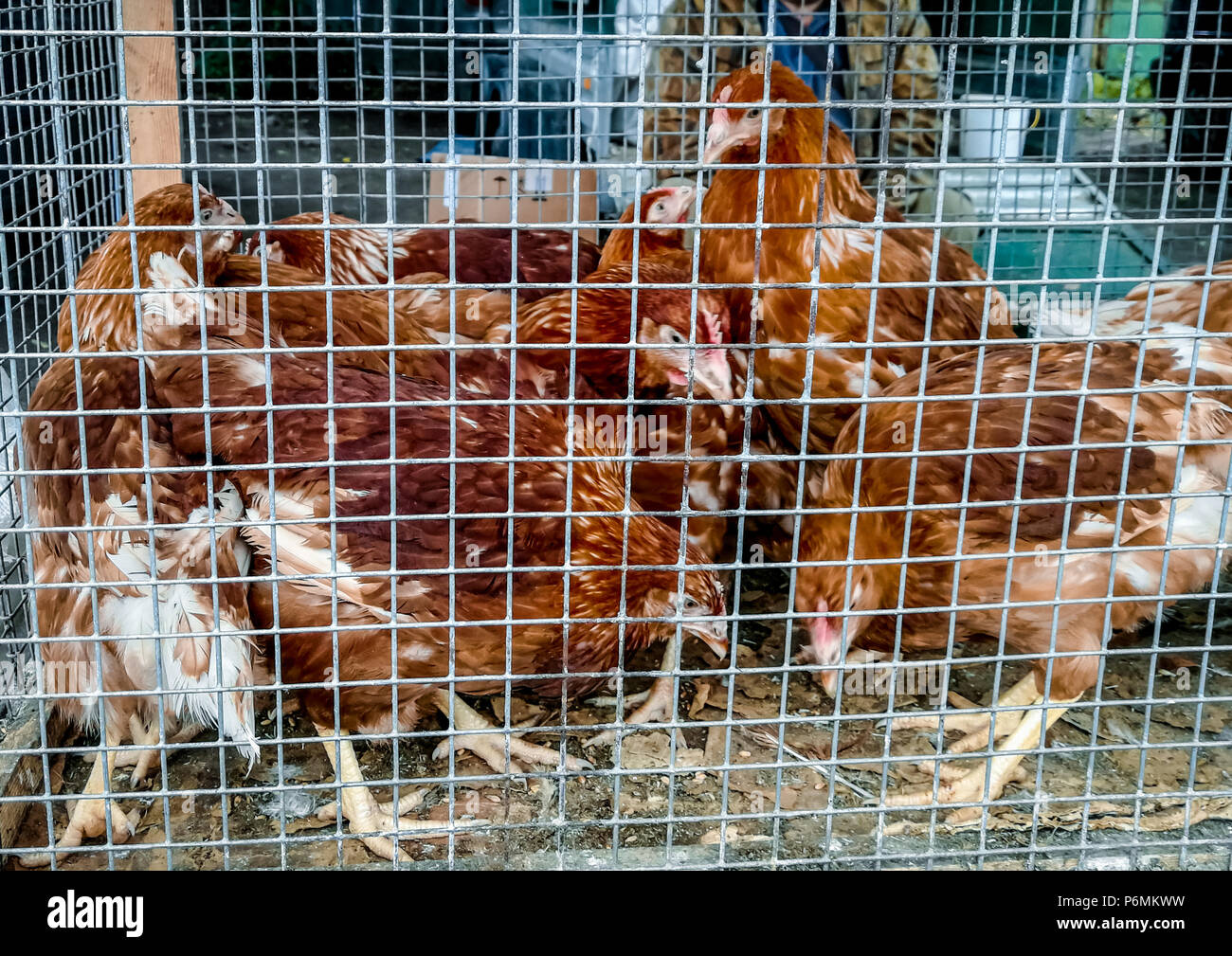 Un montón de brown pollos están sentados en una jaula. Se venden en el mercado. Foto de stock