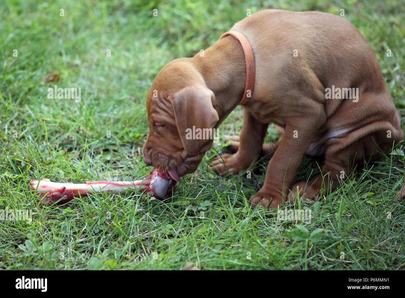 Neuenhagen, Alemania, Magyar Vizsla cachorro de Perro está lamiendo un hueso Foto de stock