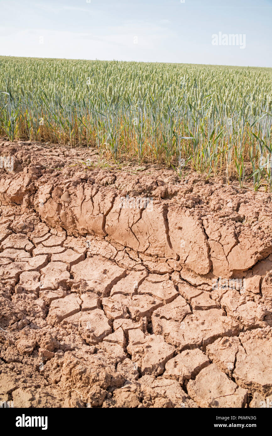Julio de 2018 la sequía del verano en un campo de trigo, Inglaterra, Reino Unido. Foto de stock