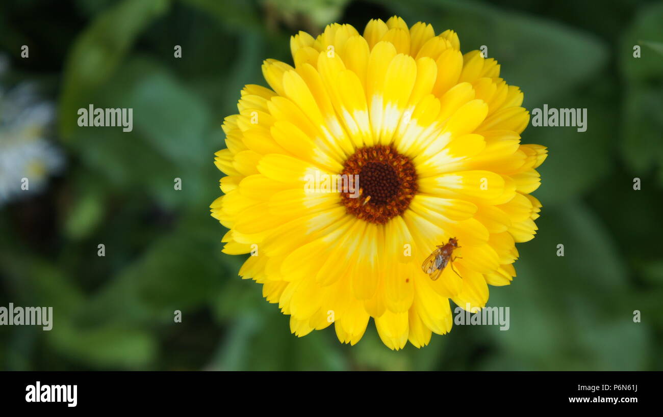 Un poco mosca descansando sobre una flor amarilla Foto de stock