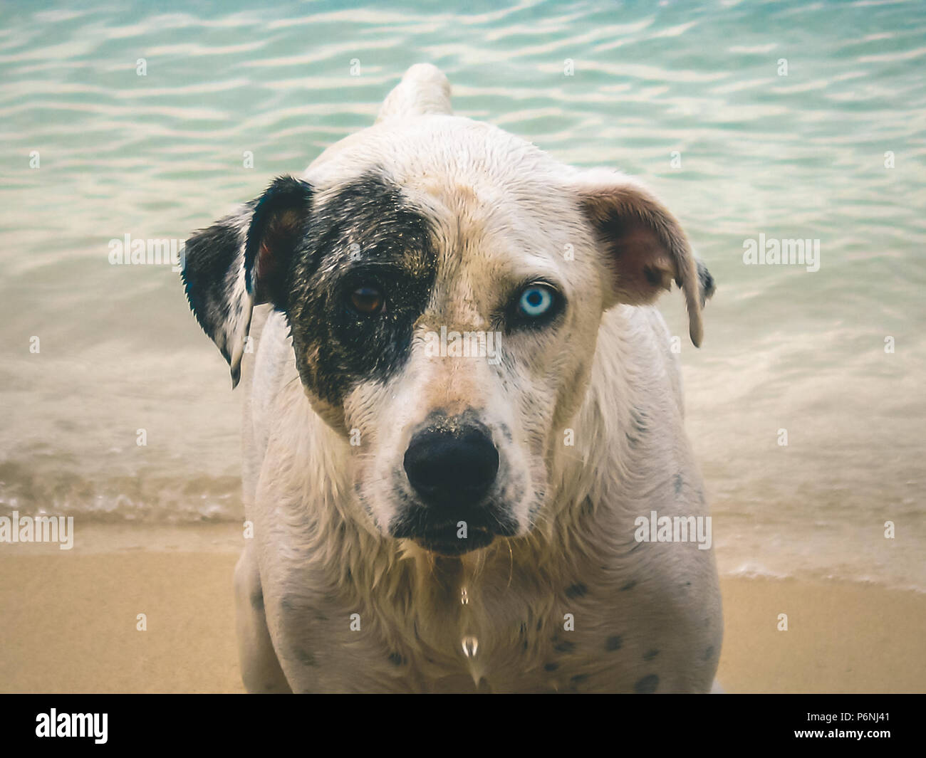 Perro con ojos de diferentes colores fotografías e imágenes de alta  resolución - Alamy