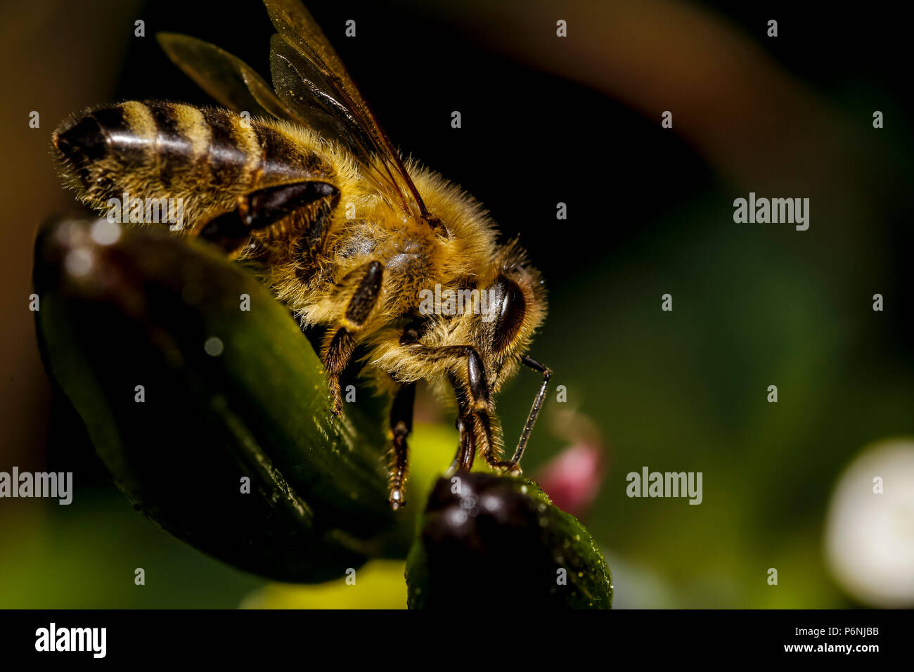 macro de abejas de miel Foto de stock