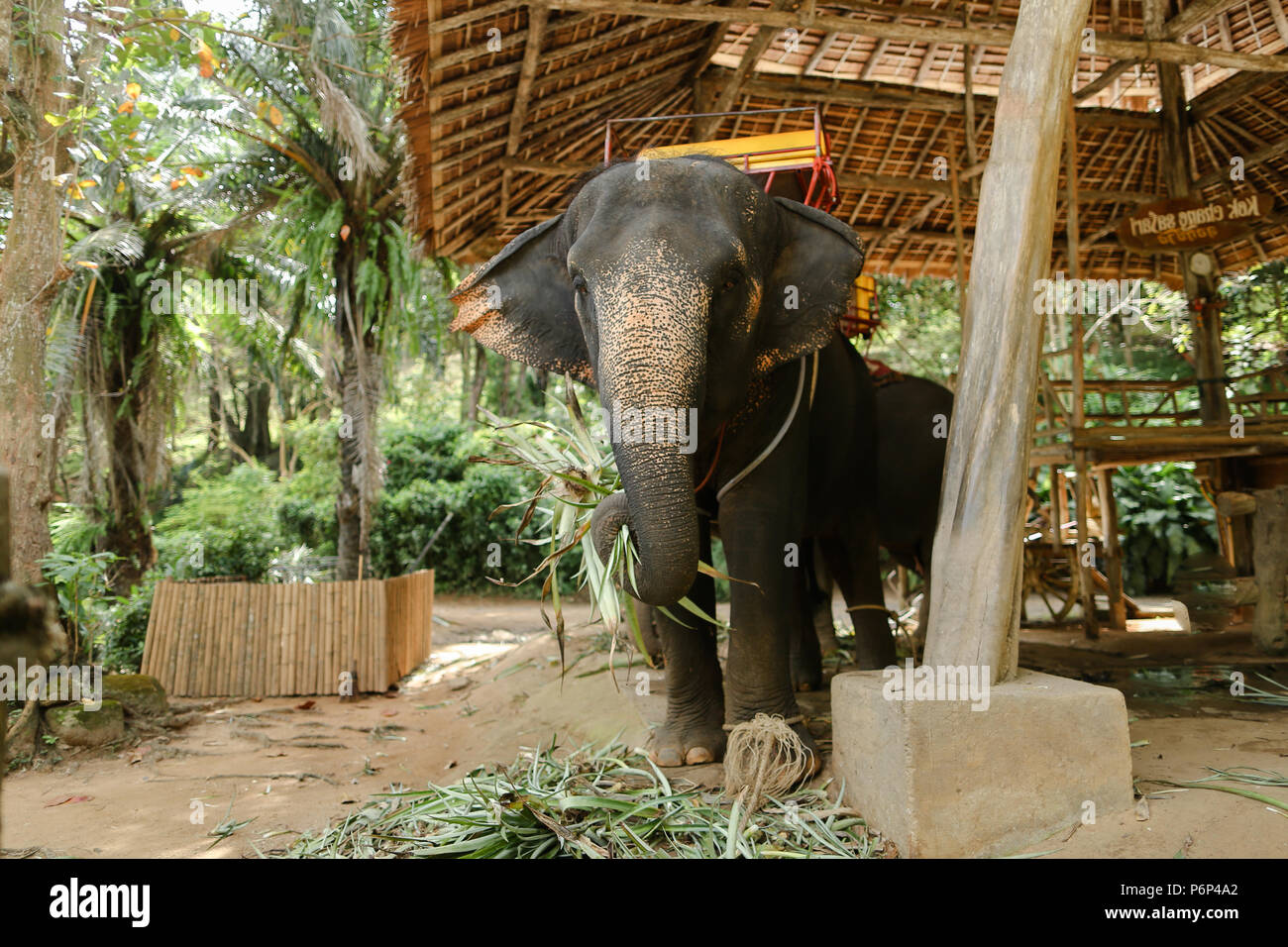 Elefante domesticado de pie con montura de color amarillo. Foto de stock