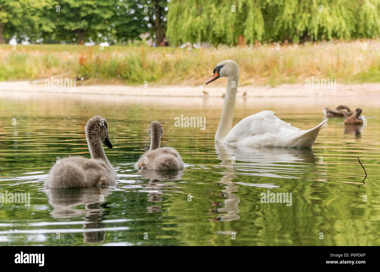 Una familia de cisnes mudos "Cygnus olor' en una piscina municipal, Inglaterra, Reino Unido. Foto de stock