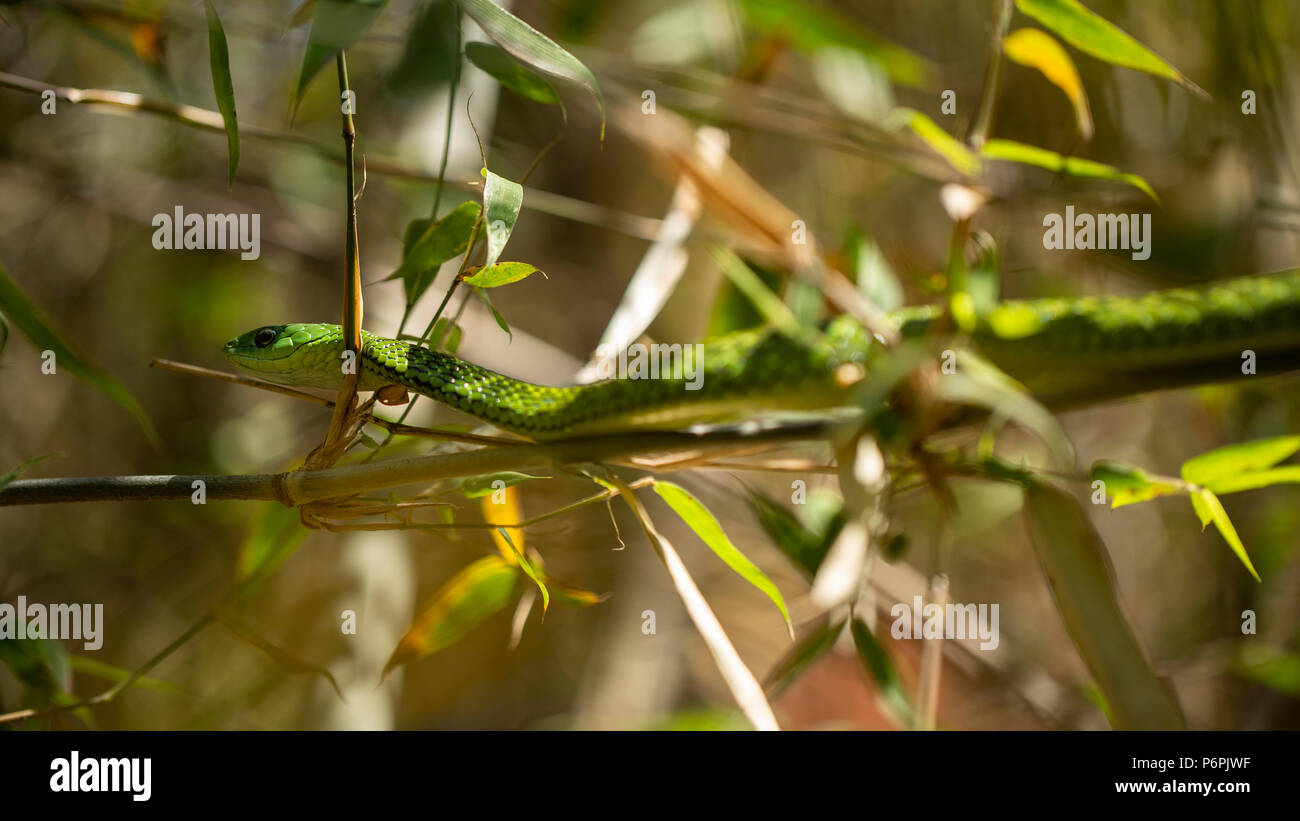 Una Angola serpiente verde/ Western Snake esperando en algunos bambú para presas. Foto de stock