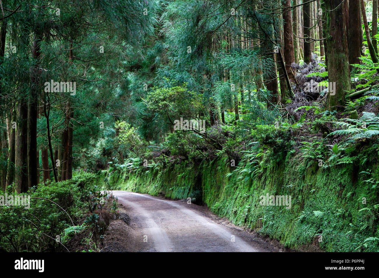 Camino a través del bosque en la isla de Sao Miguel, Azores, Portugal Foto de stock
