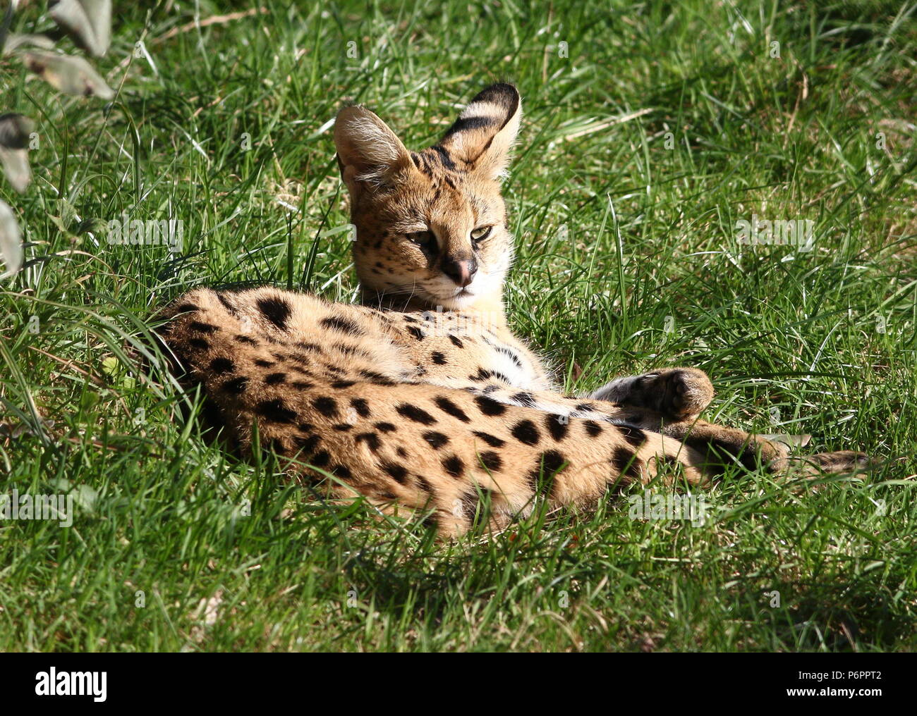 Mujer Africana Serval (Leptailurus serval) descansando Foto de stock