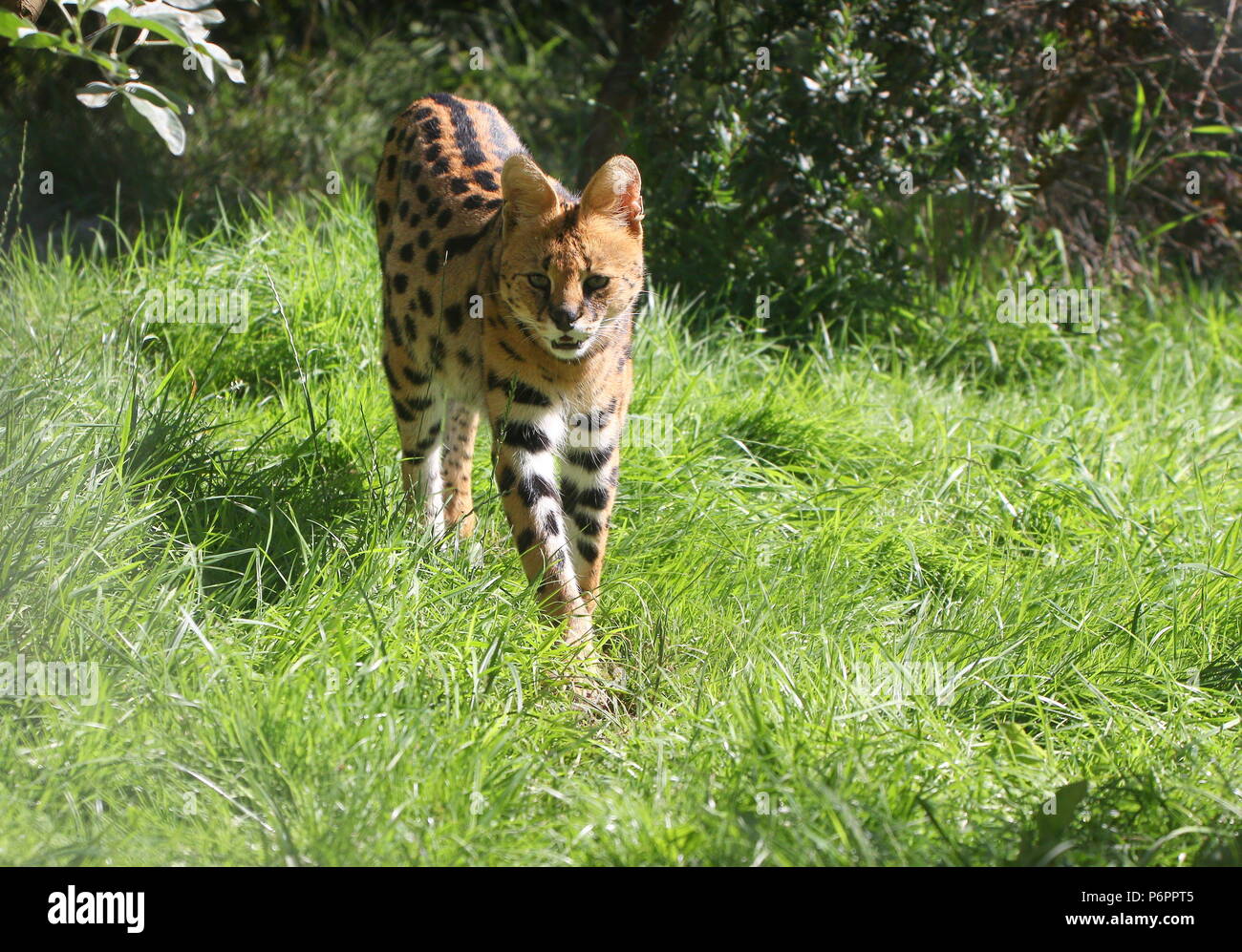 Mujer Africana Serval (Leptailurus serval) caminando hacia la cámara Foto de stock