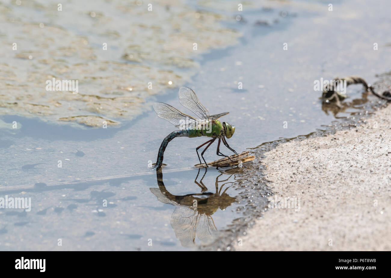 La libélula emperador (Anax imperator) OVI-postulación (puesta de huevos) Foto de stock