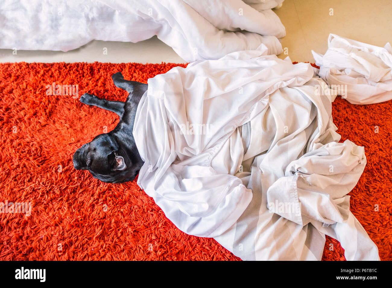 Negro guapo staffordshire bull terrier perro acostado sobre una alfombra roja sobre una cama, habitación piso durmiendo bajo las sábanas y un edredón cubierta tomado fuera de la cama para servicio de lavandería Foto de stock