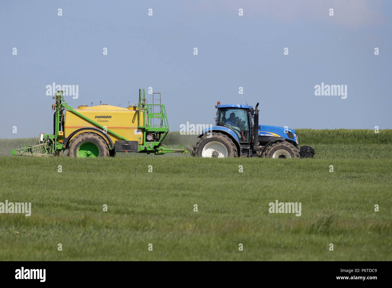 Oberoderwitz, Alemania, agricultor de patos en su campo Foto de stock