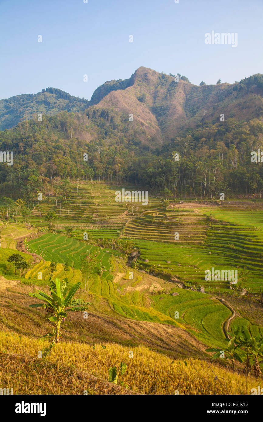 Indonesia, Java, Magelang, arrozales cerca de Borobudur Foto de stock
