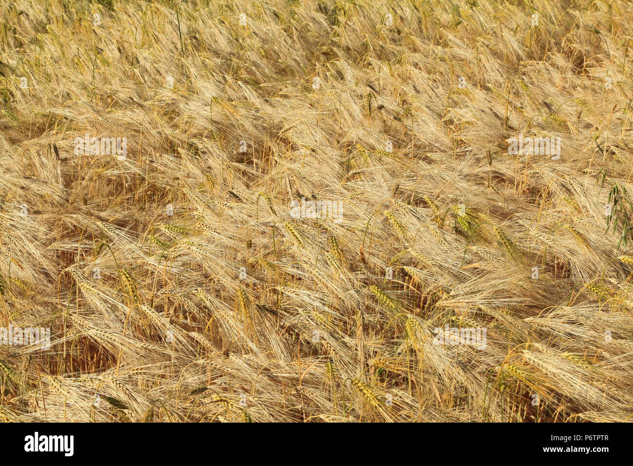 Cebada, agrícola, campo, cultivo, detalle Foto de stock