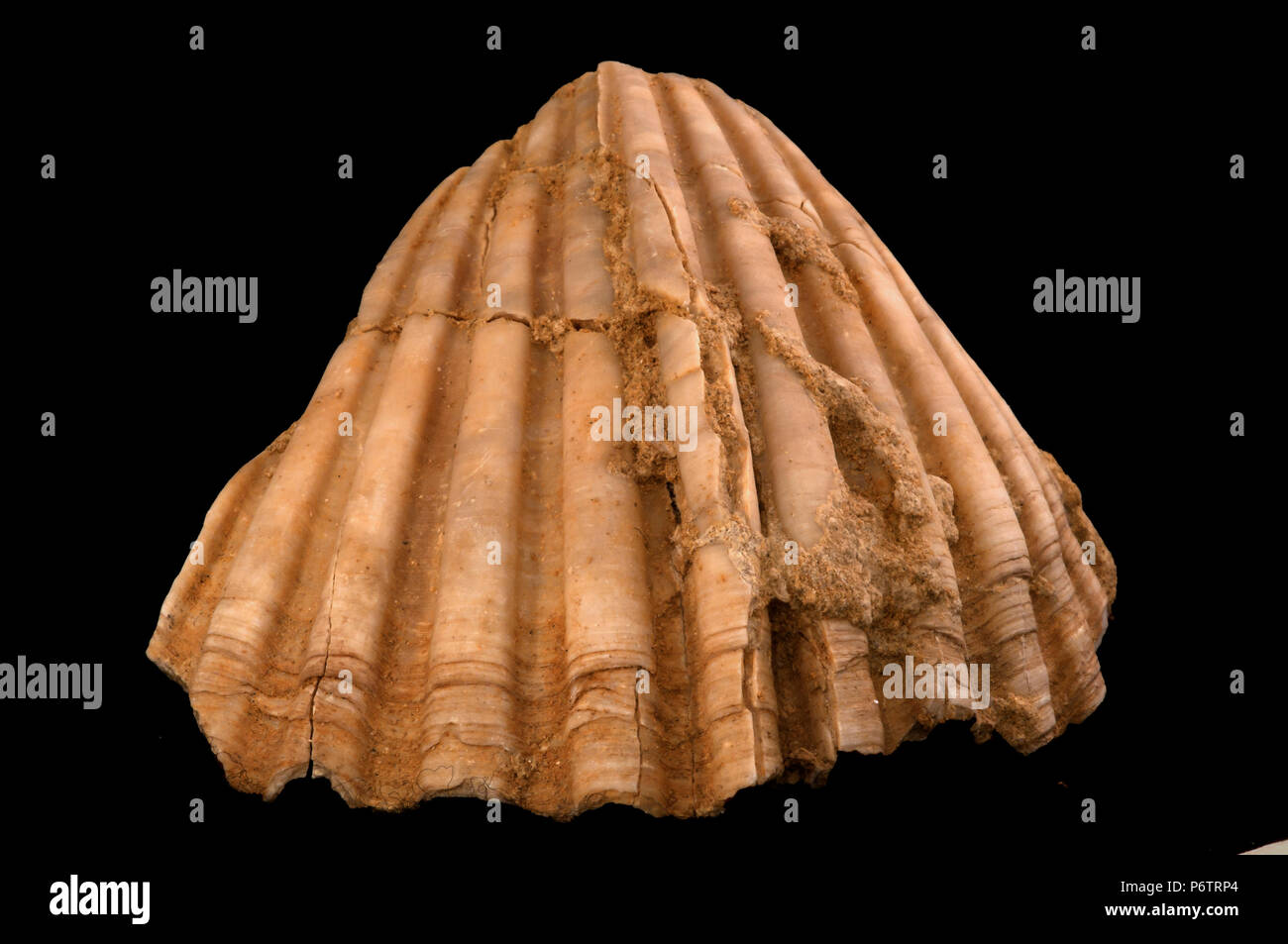 Malacología: restos fósiles de moluscos Foto de stock