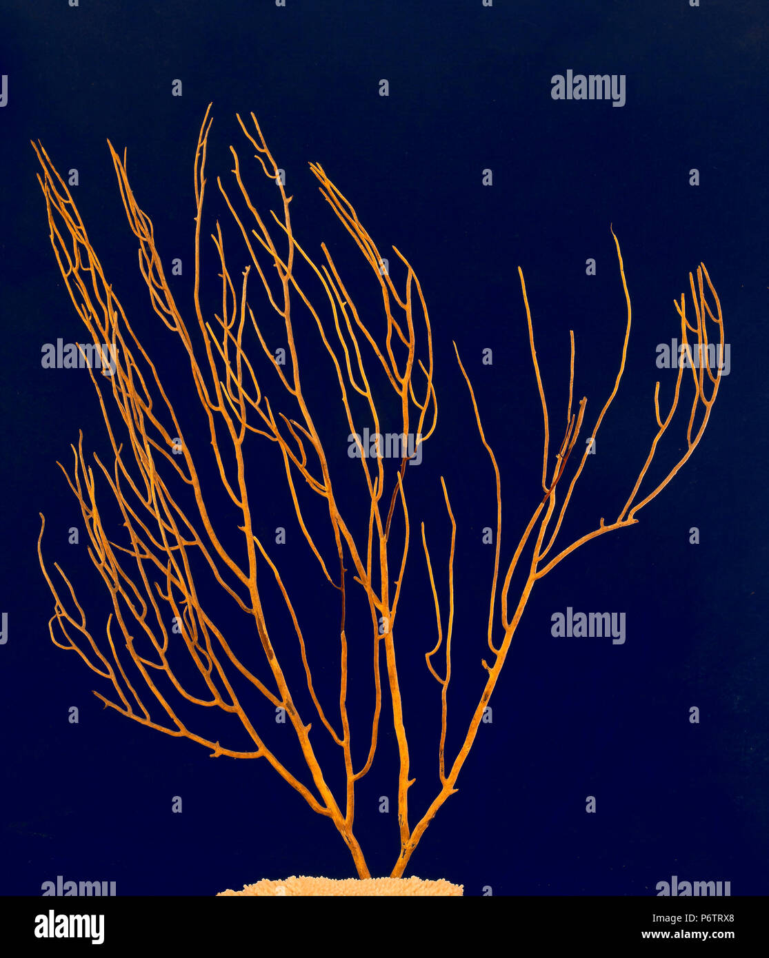 La gorgonia abanico de mar coral Amarillo (Leptogorgia viminalis). España. Europa Foto de stock