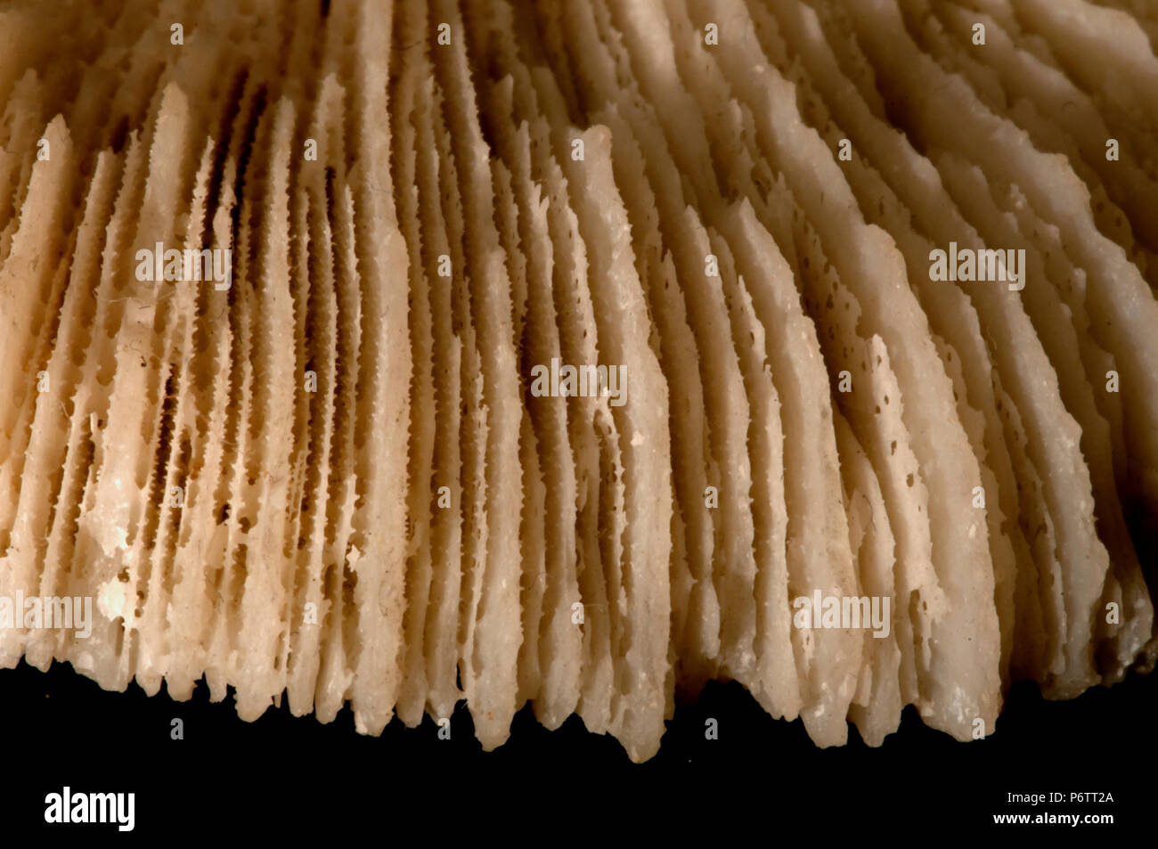 Disco pedal - Detalle del septum (calcificada paredes radiales). La clase Anthozoa, cnidarios, anémonas, Foto de stock